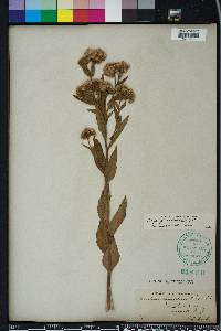 Pluchea longifolia image