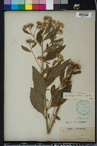 Pluchea longifolia image