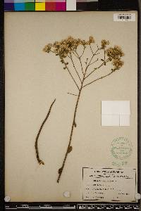 Sericocarpus tortifolius image