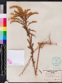 Solidago leavenworthii image