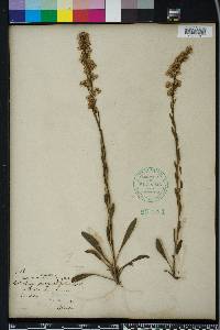 Solidago stricta image