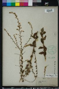 Solidago brachyphylla image