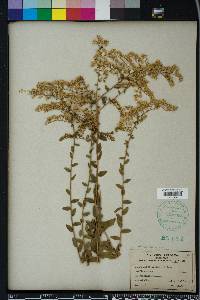 Solidago odora var. chapmanii image