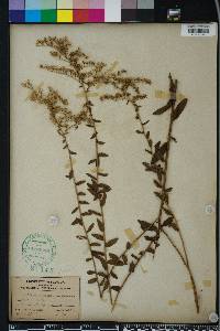 Solidago odora var. chapmanii image