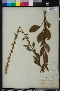 Solidago erecta image