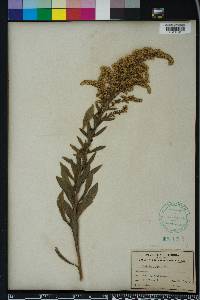 Solidago fistulosa image