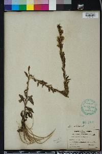 Solidago stricta image