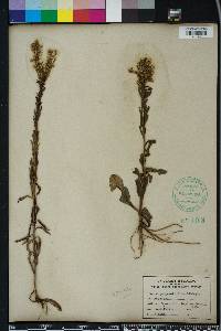 Solidago stricta image