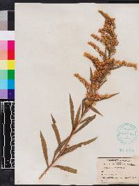 Solidago leavenworthii image