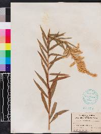 Solidago leavenworthii image