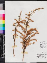 Solidago leavenworthii image