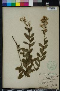 Solidago petiolaris image