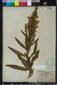 Solidago sempervirens image