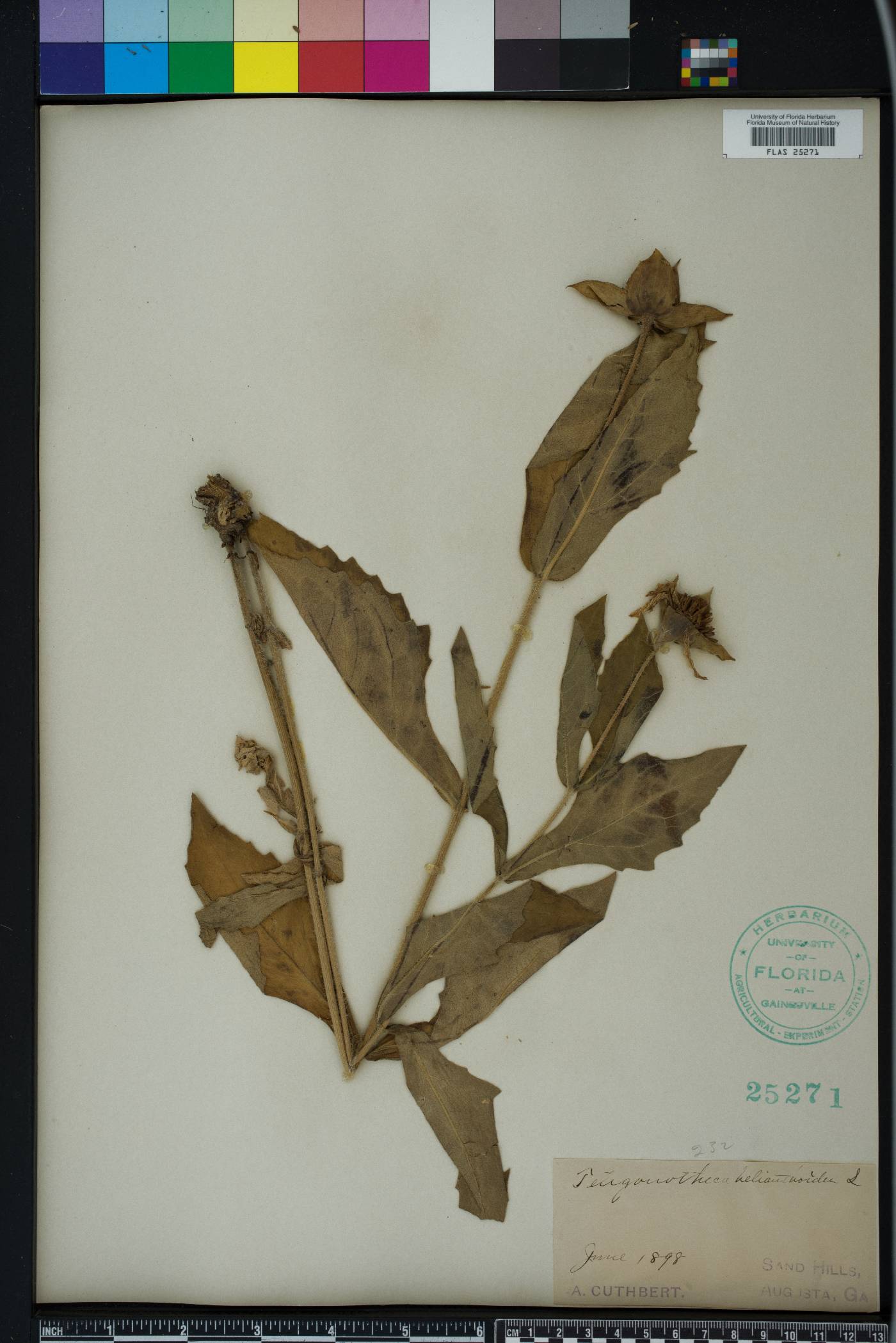 Tetragonotheca helianthoides image