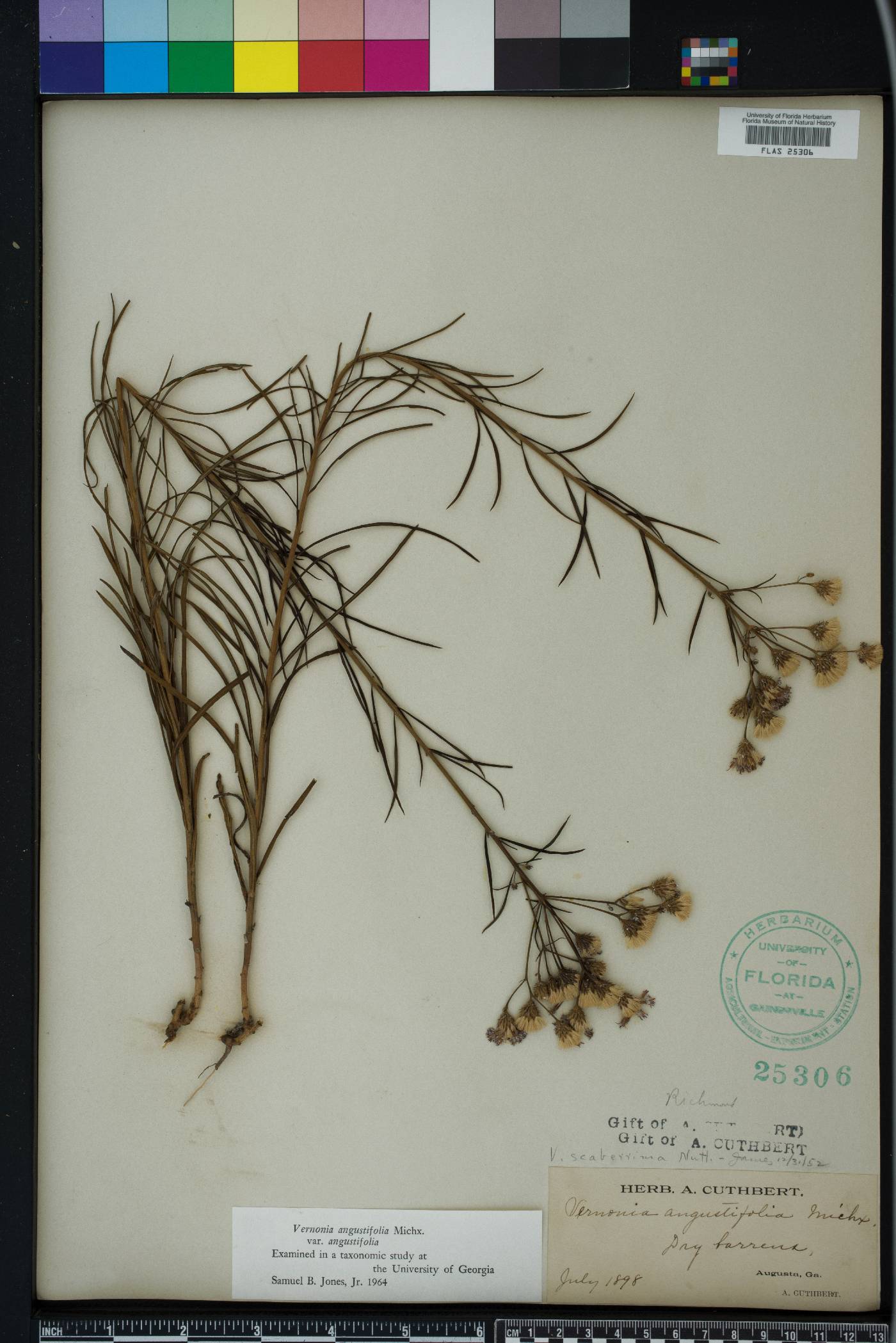 Vernonia angustifolia image