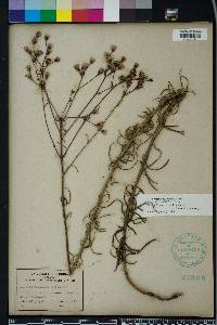 Vernonia angustifolia image