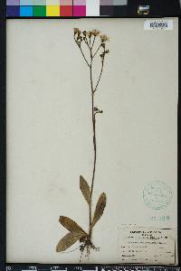 Hieracium megacephalon image