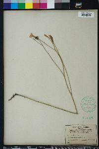 Lygodesmia aphylla image