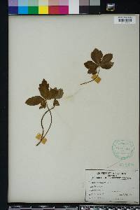 Panax trifolius image