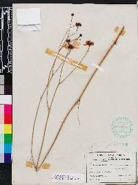 Coreopsis nudata image