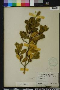 Ilex opaca var. arenicola image