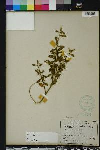 Sida rhombifolia image