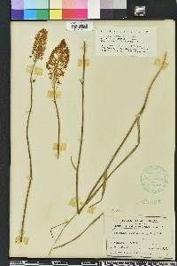 Stenanthium densum image