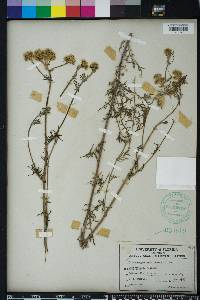 Hymenopappus scabiosaeus image