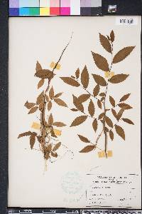 Ulmus alata image