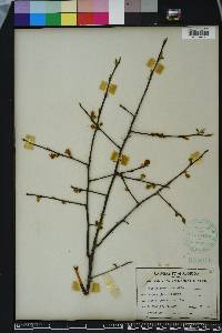 Halesia carolina image