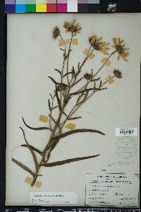 Helianthus angustifolius image