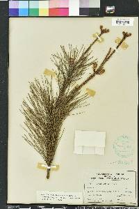 Pinus clausa image