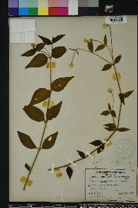 Alternanthera flavescens image