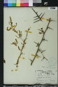 Gleditsia aquatica image