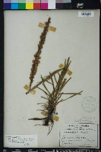 Liatris garberi image