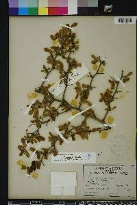 Crataegus michauxii image