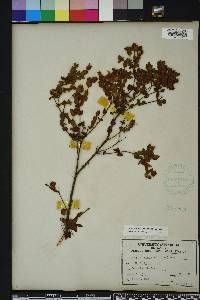 Hypericum tetrapetalum image