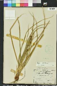Rhynchospora megalocarpa image