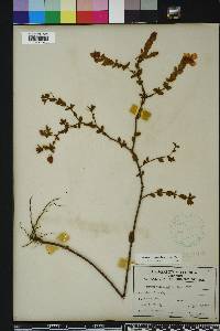 Hypericum tetrapetalum image