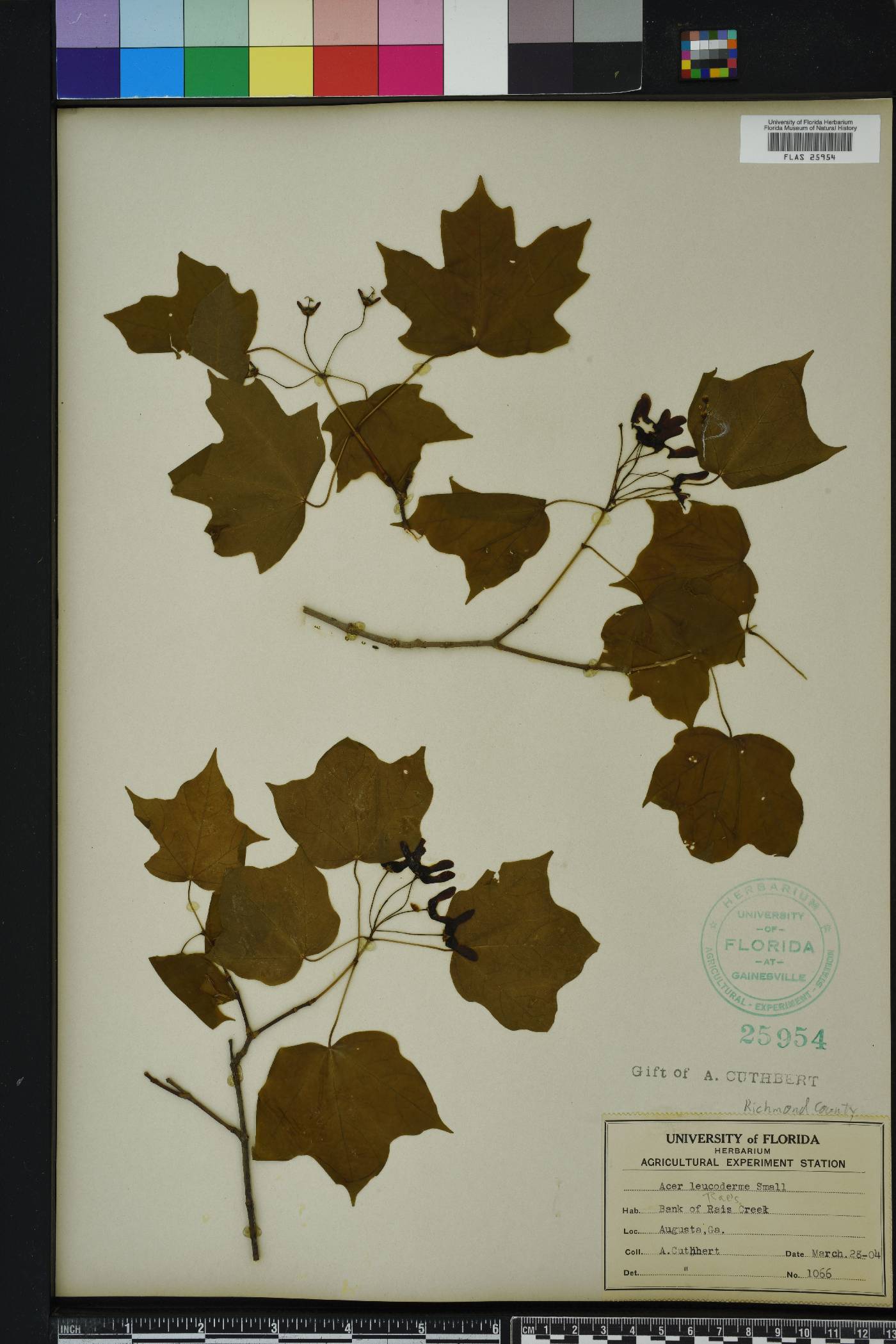 Acer leucoderme image