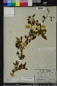 Solanum pseudogracile image