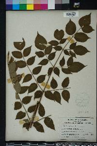 Aralia spinosa image