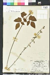 Desmodium floridanum image