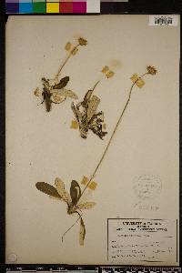 Chaptalia tomentosa image