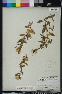 Gratiola virginiana image