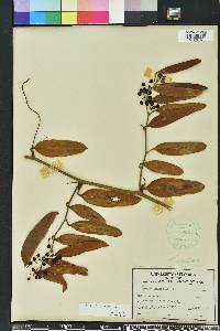 Smilax laurifolia image