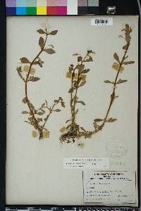 Gratiola floridana image