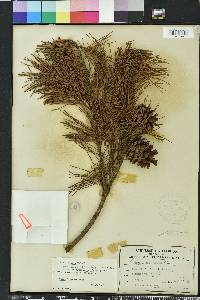 Pinus glabra image