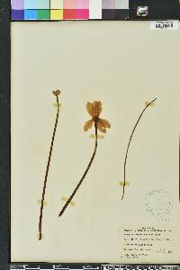 Zephyranthes macrosiphon image