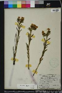 Lithospermum caroliniense image